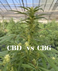 quelle est la différence entre le CBD et le CGB ? Quels sont les effets du cannabigérol (CBG) ?