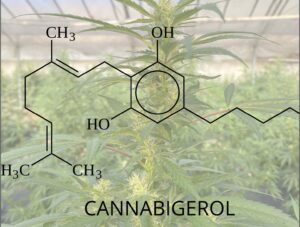 Cannabigerol
