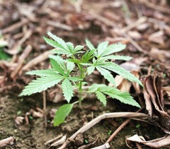 plant de chanvre